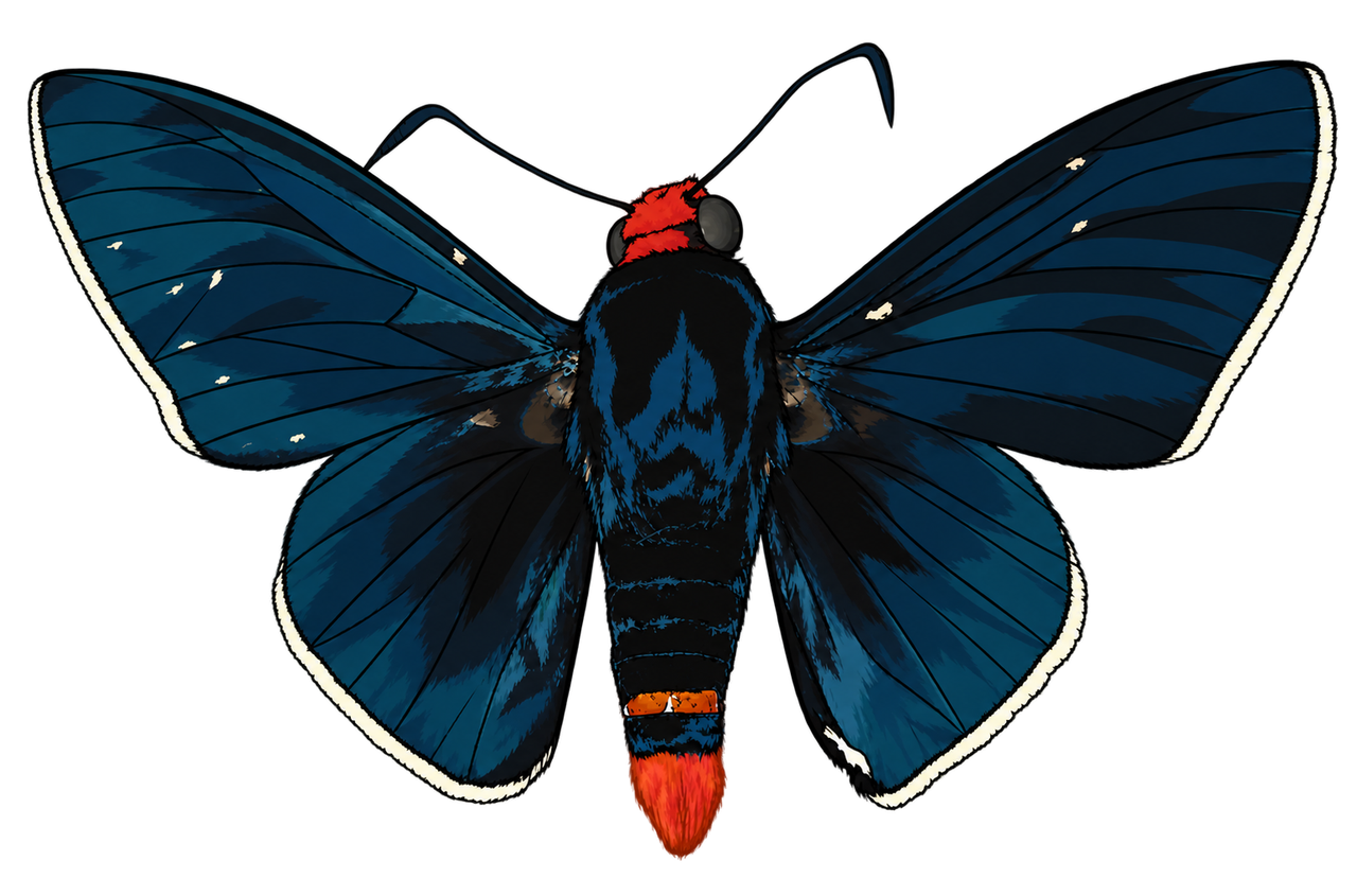 Pyrrhopyge zenodorus, male dorsal view