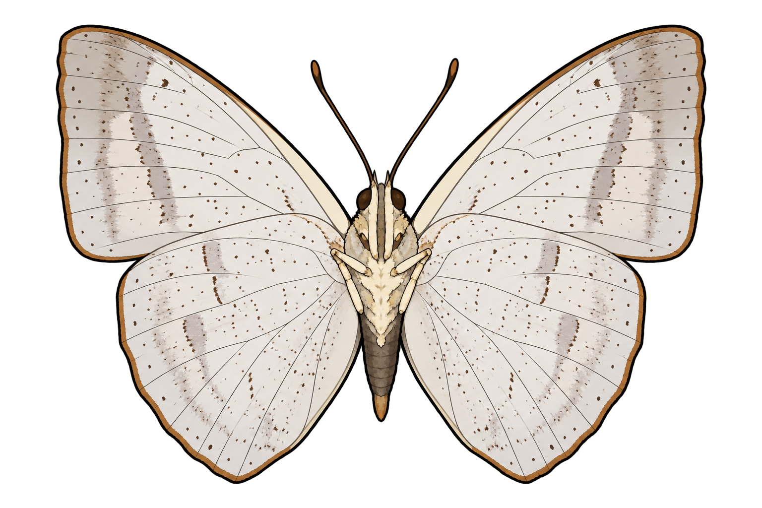 Curetis santana, male ventral view