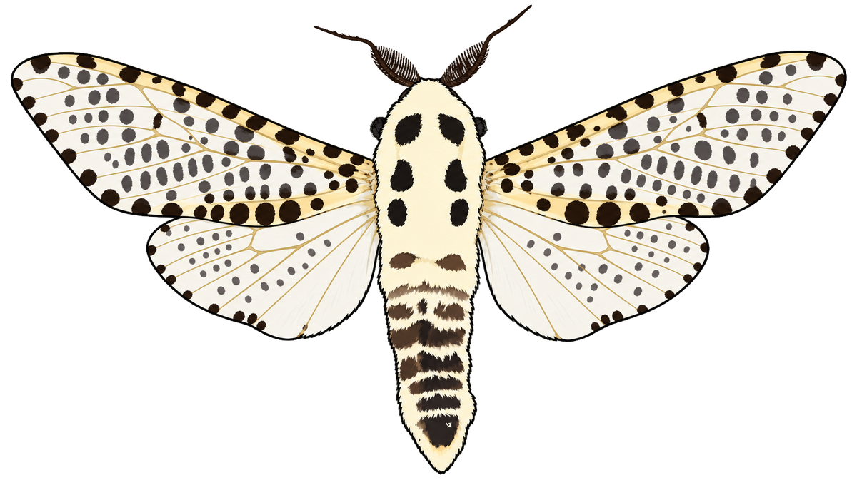 Zeuzera pyrina, male dorsal view