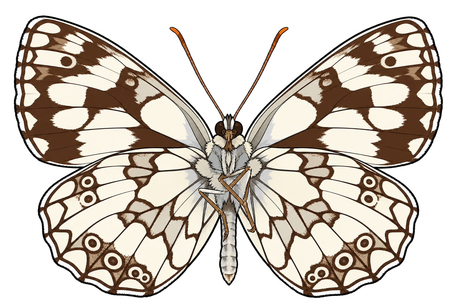 Melanargia galathea, male ventral view