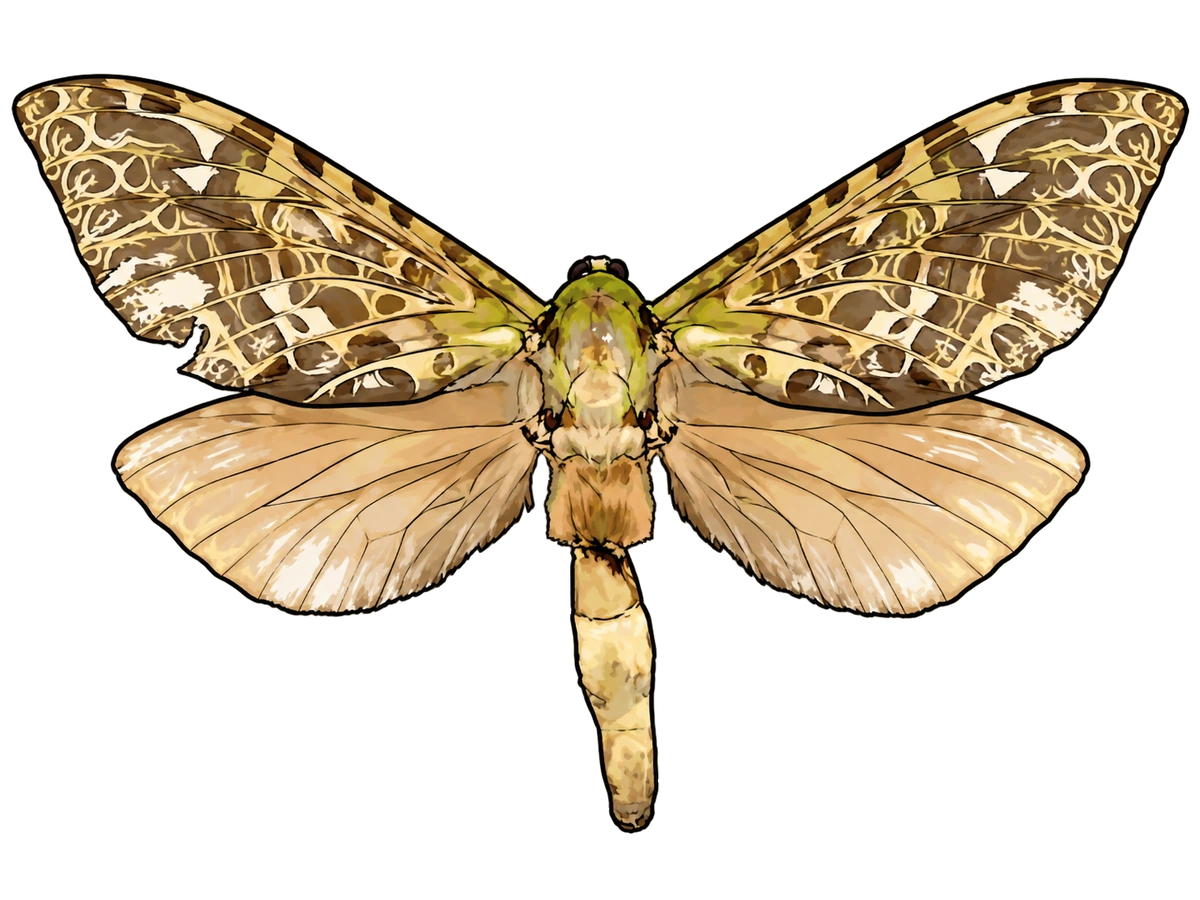 Aenetus virescens, female dorsal view