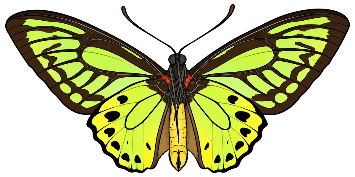 Ornithoptera priamus poseidon, male ventral view