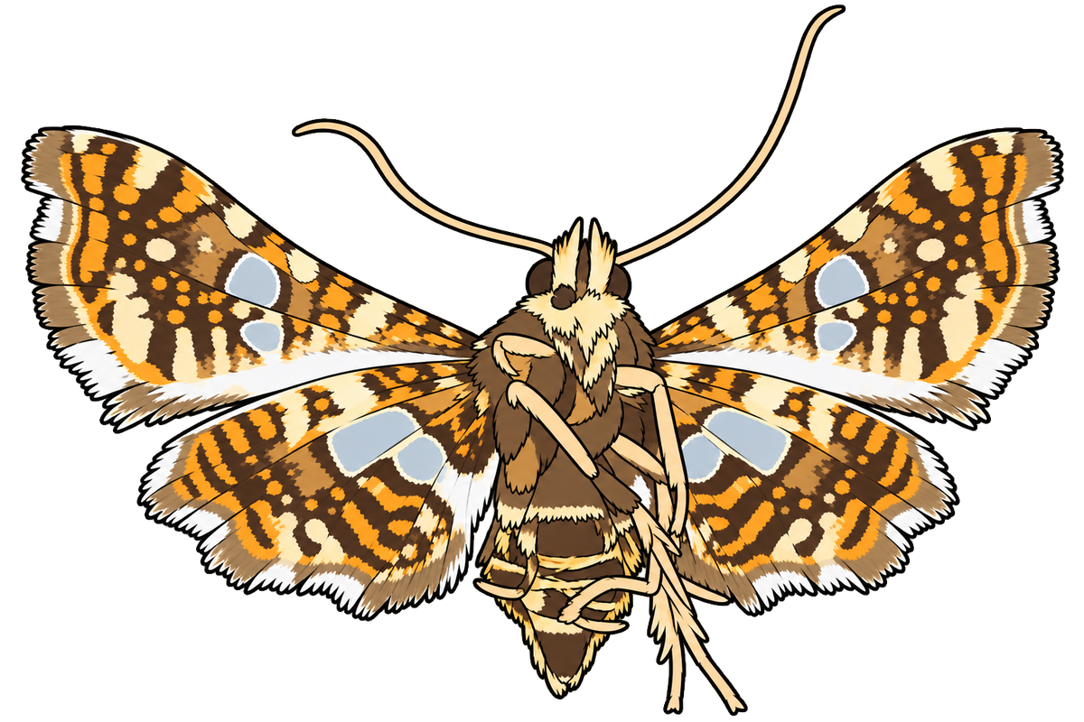 Thyris fenestrella, ventral view