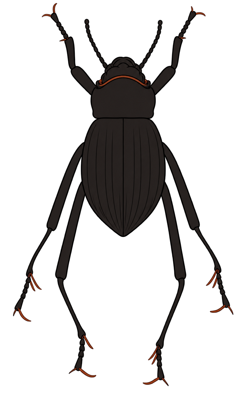 Onymacris unguicularis, dorsal view