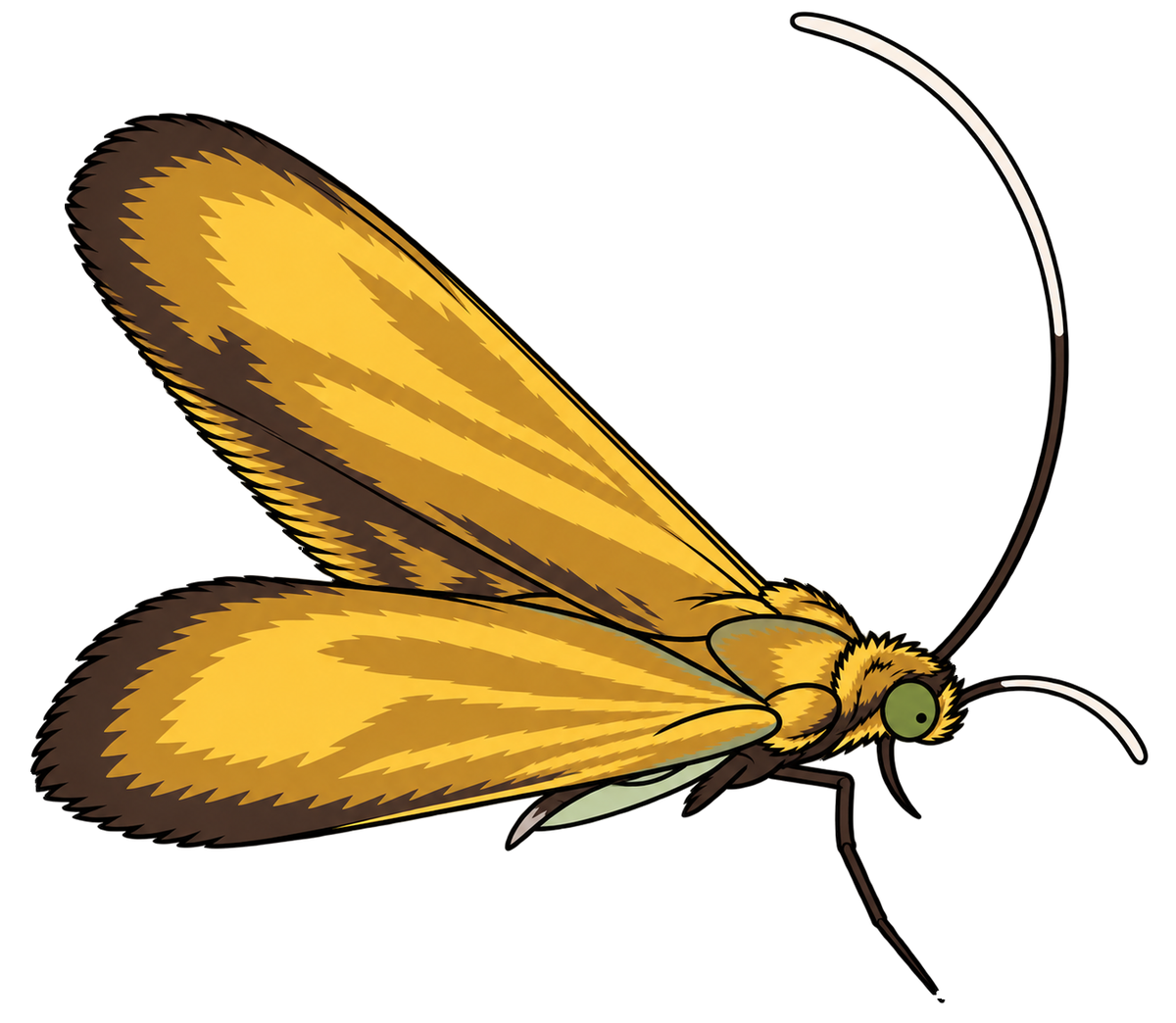 Nemophora metallica, female dorsal view