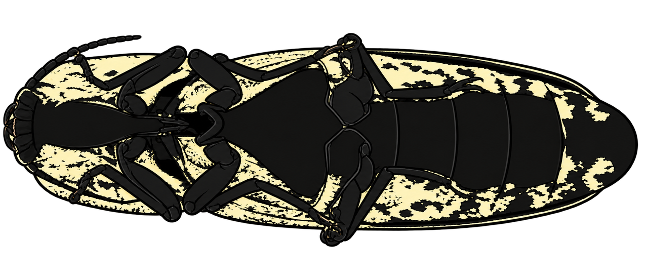 Alaus oculatus, ventral view
