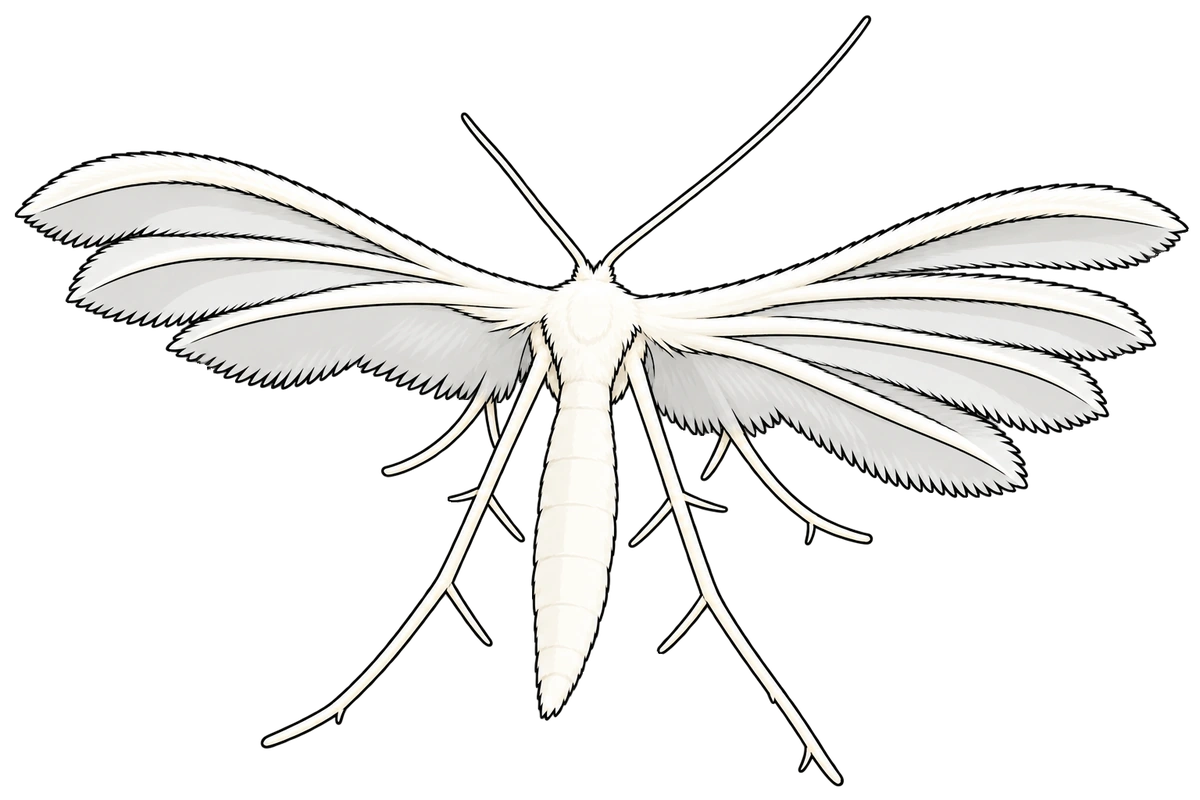 Pterophorus pentadactyla, dorsal view