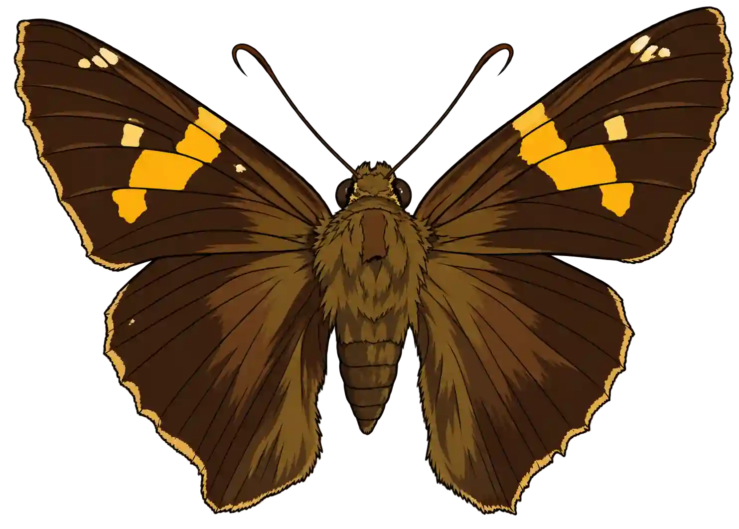 Epargyreus clarus, dorsal view