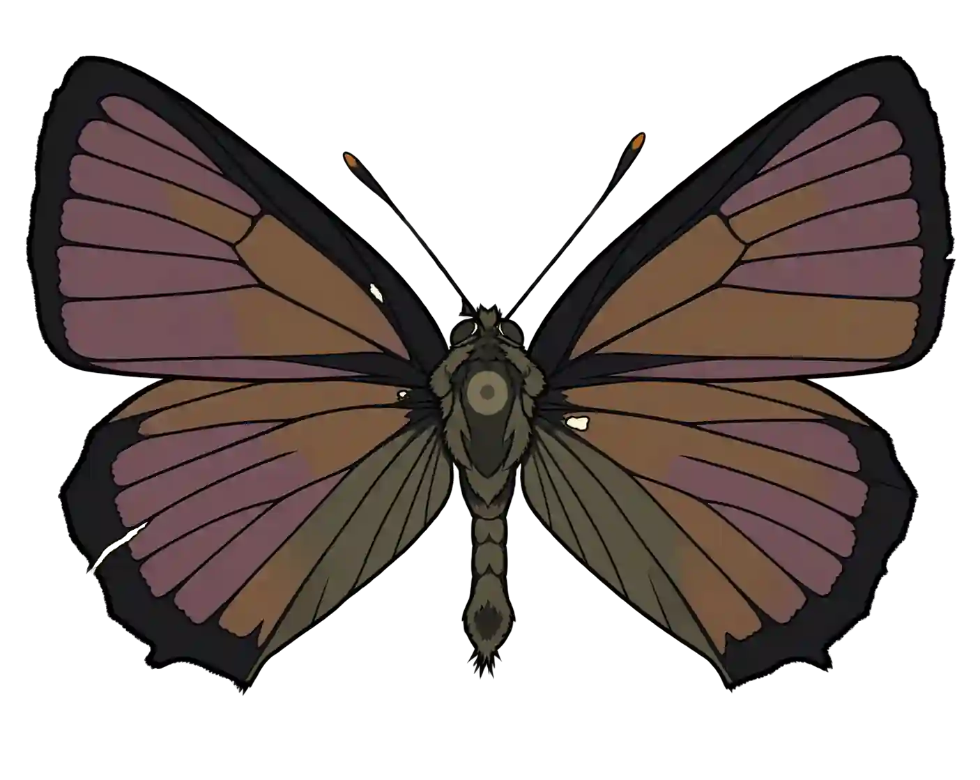 Favonius quercus, male dorsal view