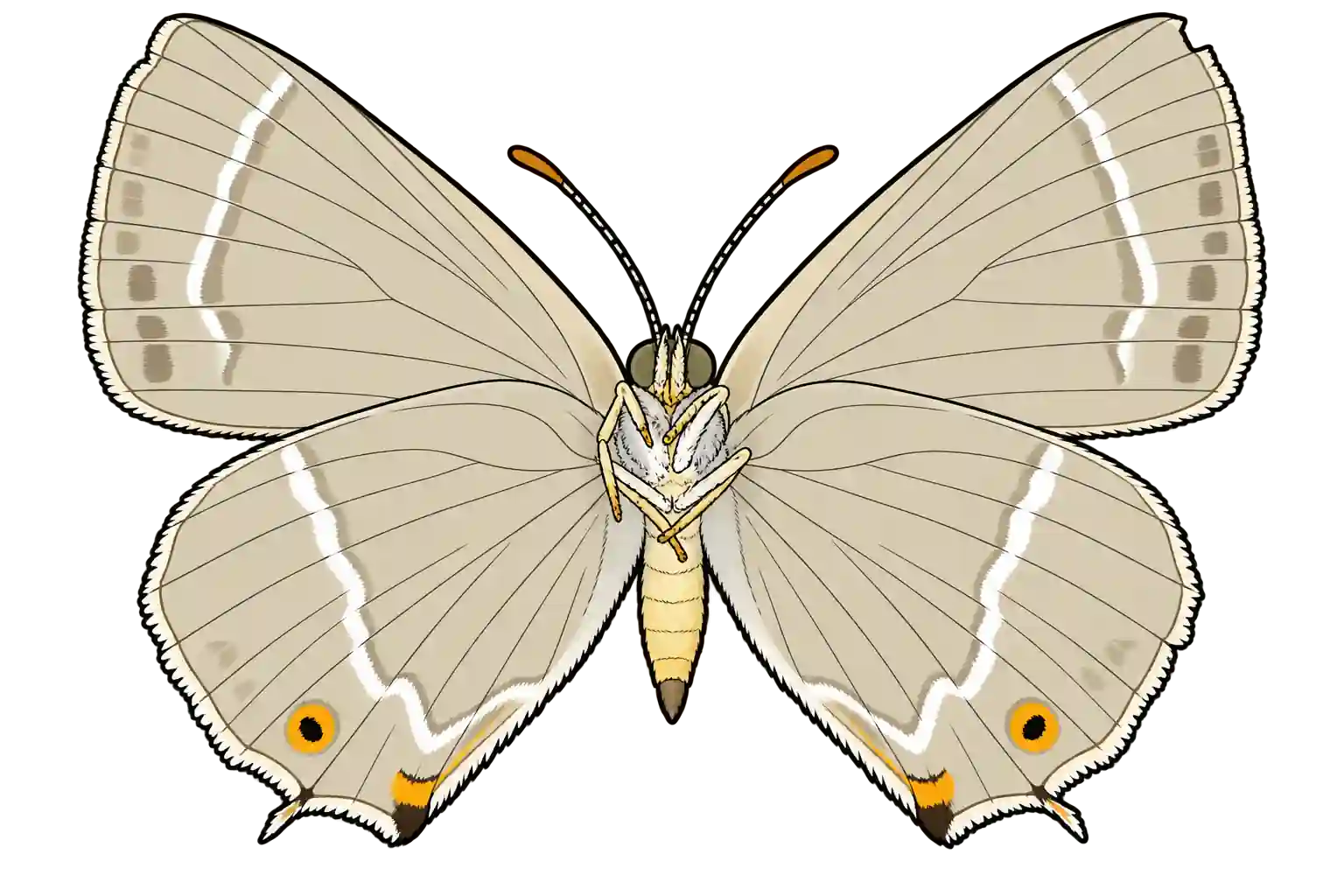 Favonius quercus, female ventral view