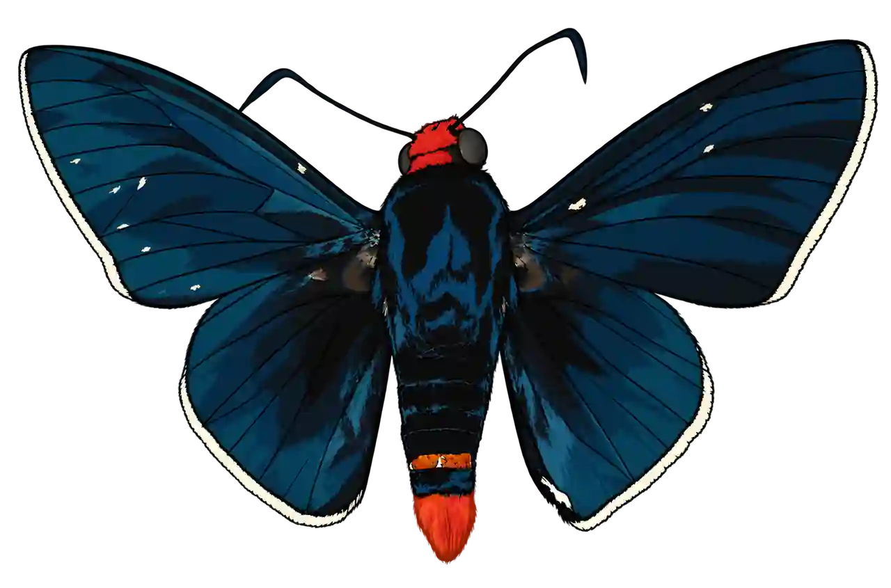 Pyrrhopyge zenodorus, male dorsal view