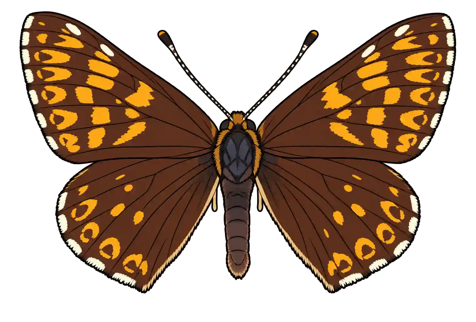Hamearis lucina, male dorsal view