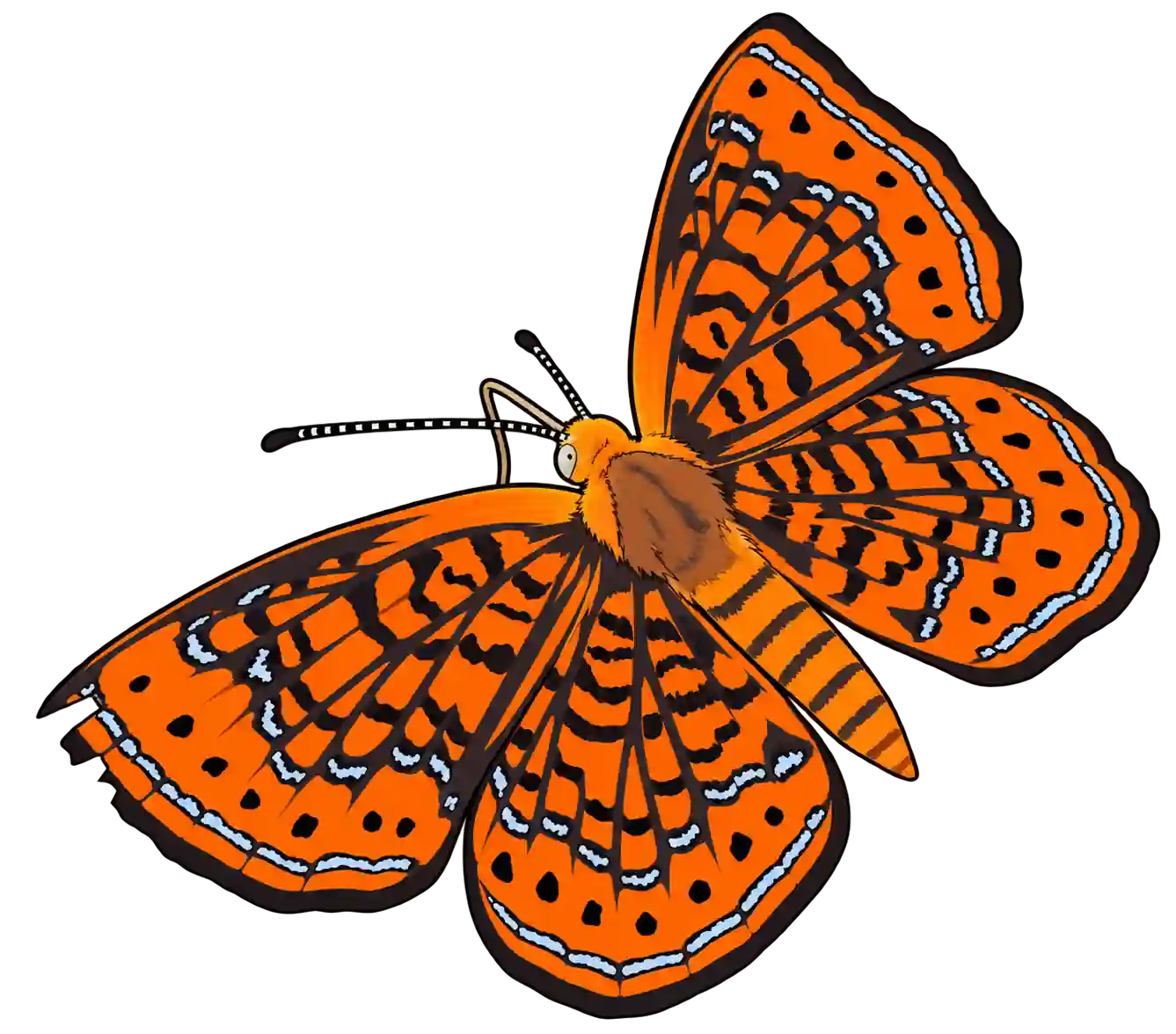 Calephelis virginiensis, dorsal oblique view