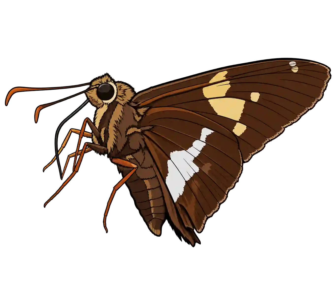 Epargyreus clarus, ventral view