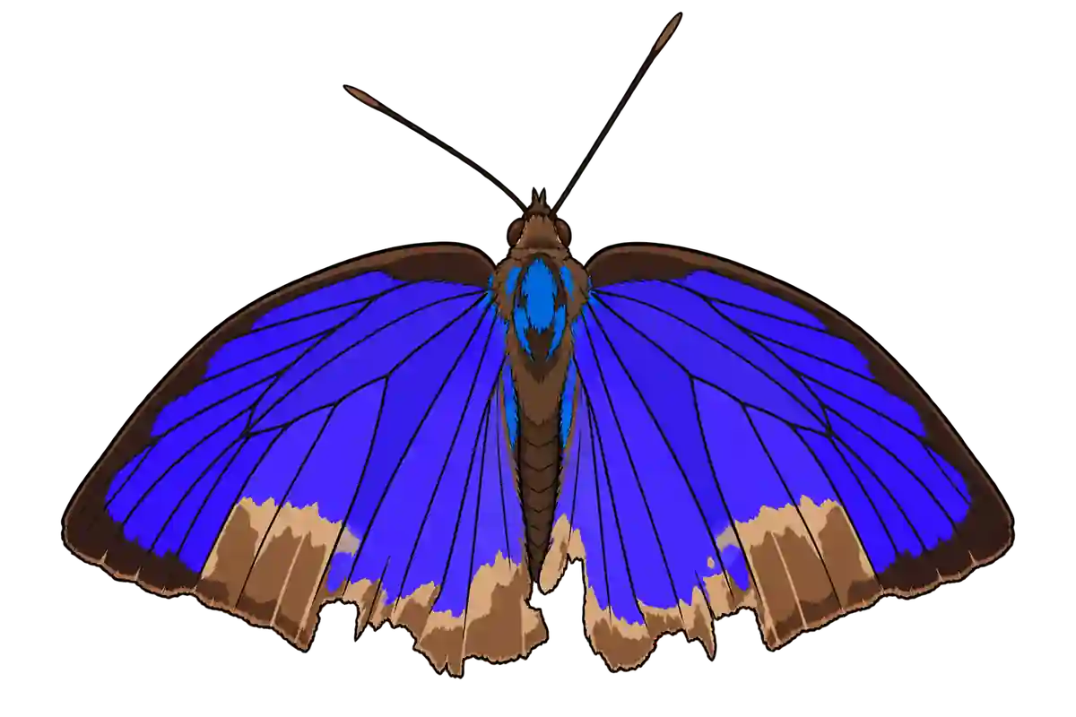 Arhopala centaurus, male dorsal view