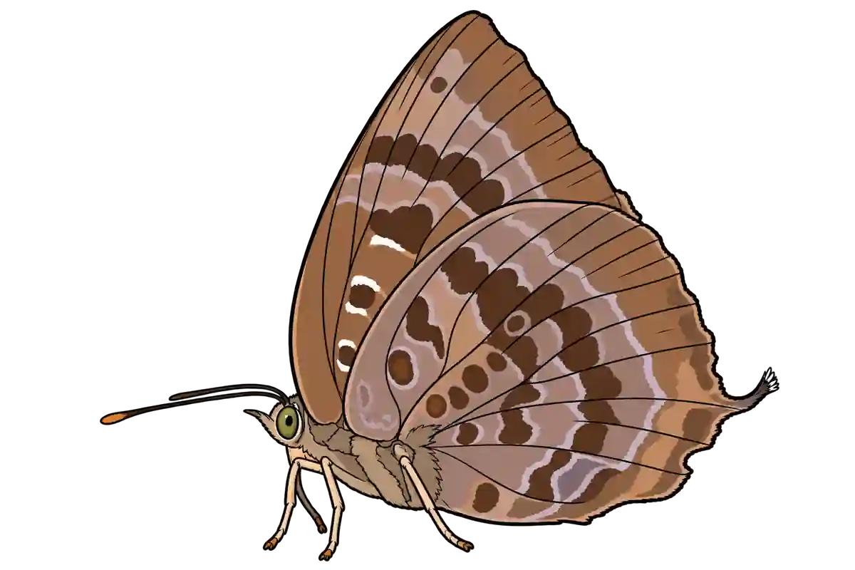 Arhopala centaurus, ventral view