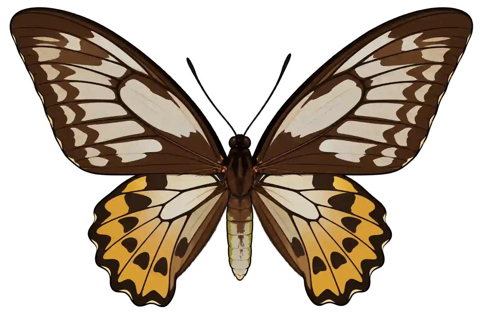 Ornithoptera priamus urvillianus, female dorsal view