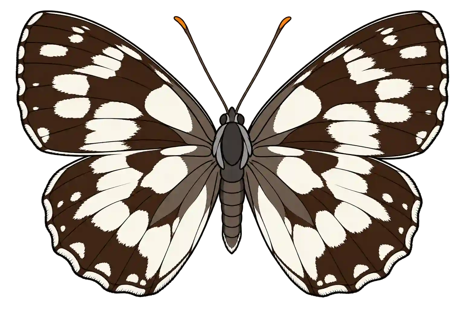 Melanargia galathea, male dorsal view