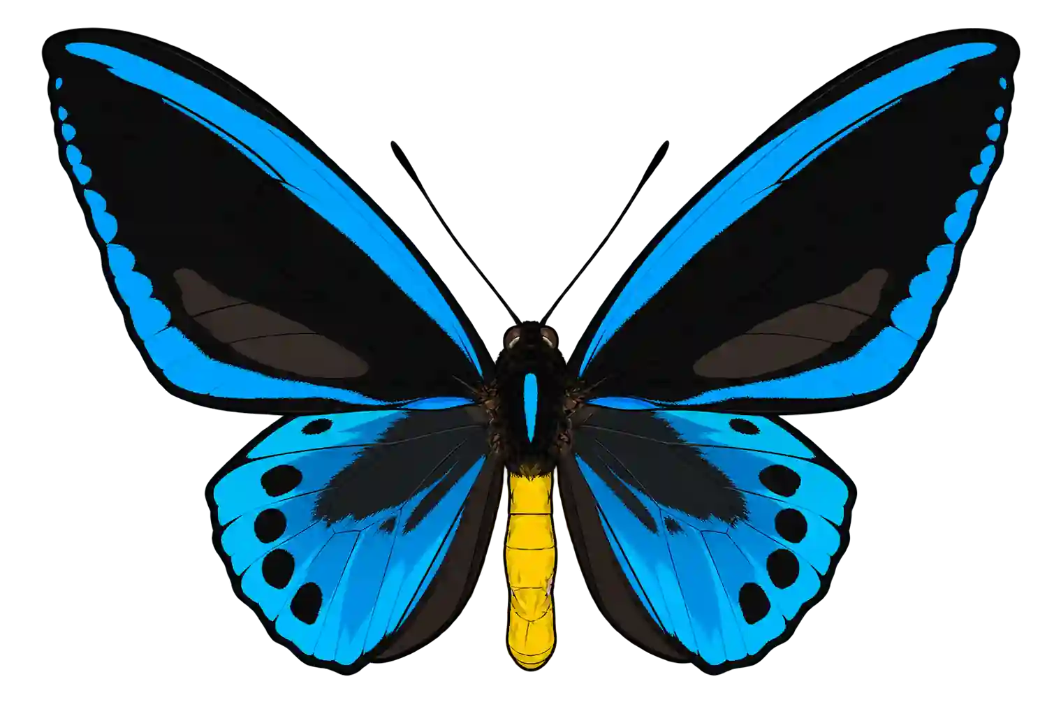 Ornithoptera priamus urvillianus, male dorsal view