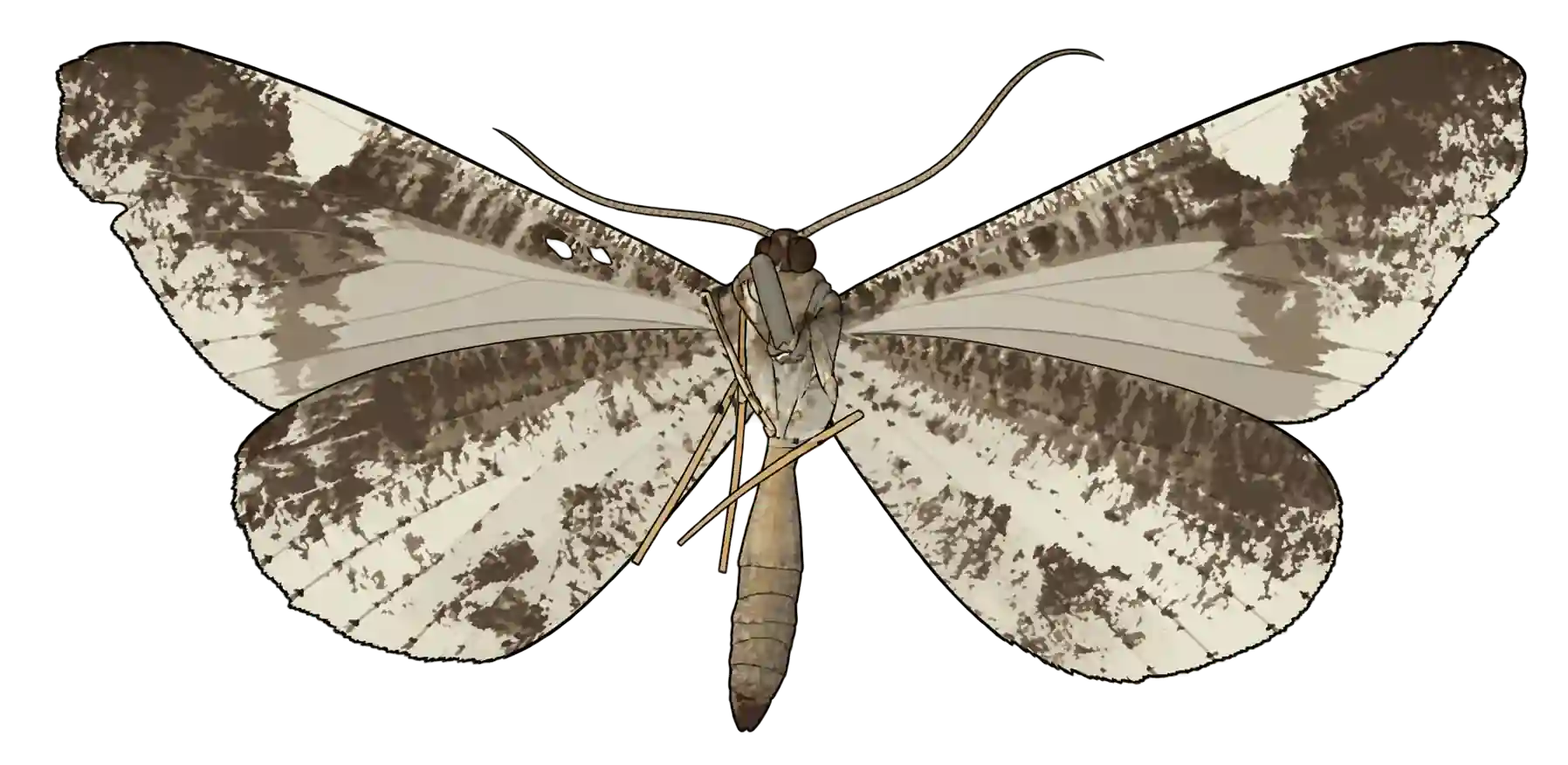 Macrosoma heliconiaria, male ventral view