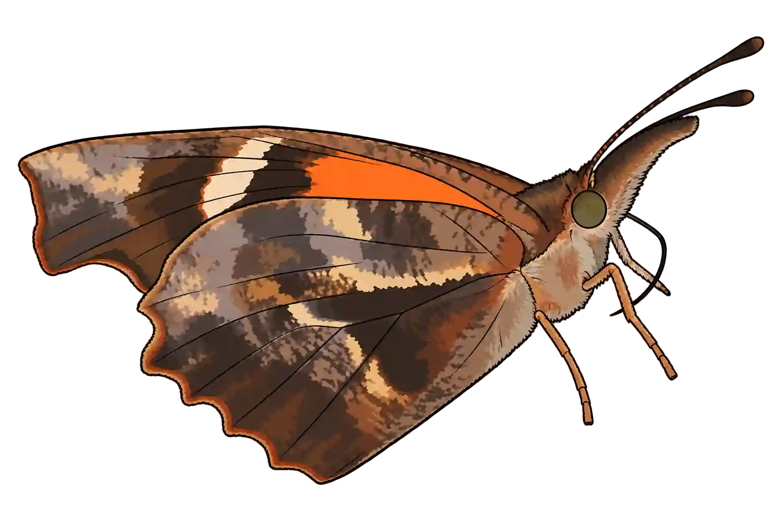 Libytheana bachmanii, ventral view