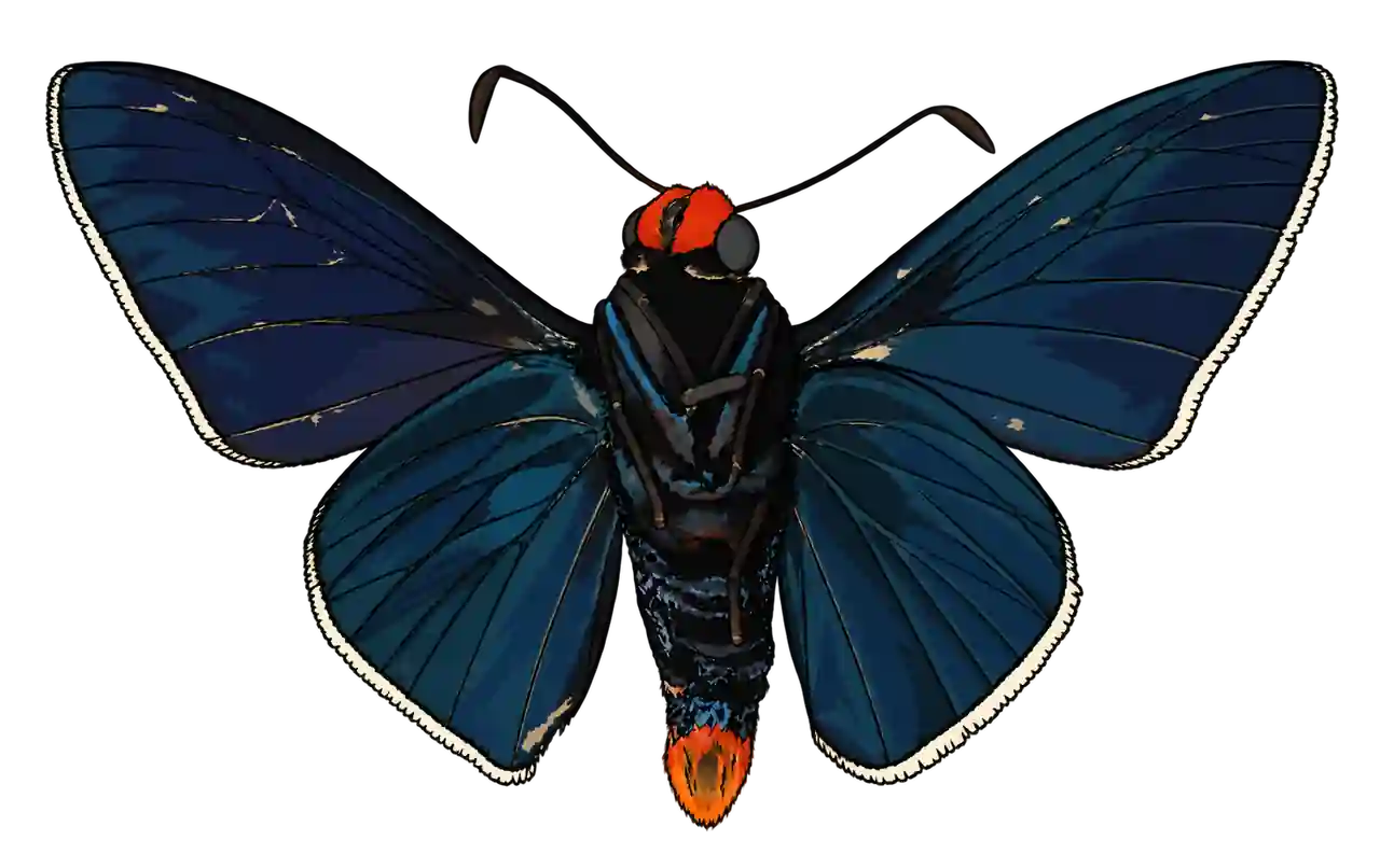 Pyrrhopyge zenodorus, male ventral view