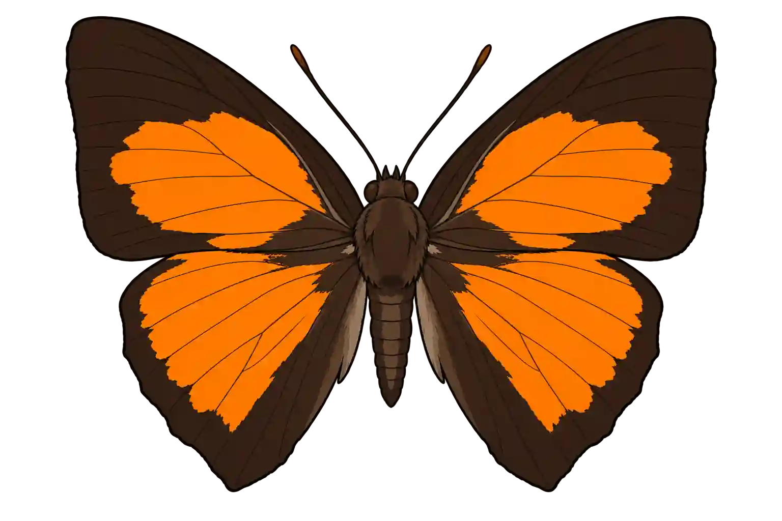 Curetis santana, male dorsal view
