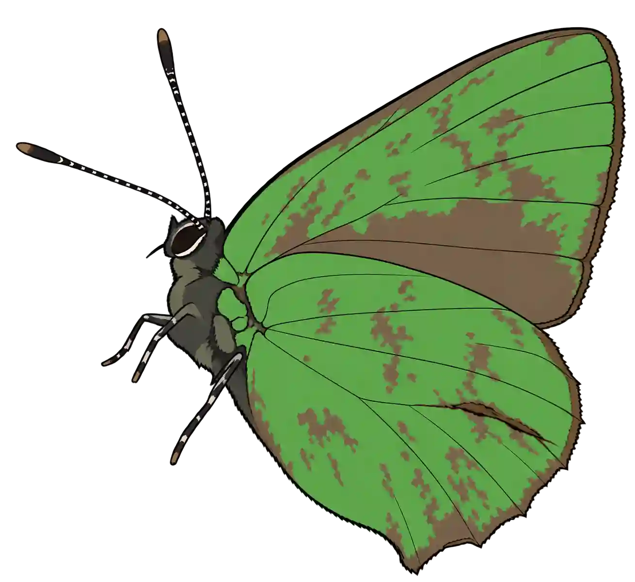 Callophrys rubi, ventral view