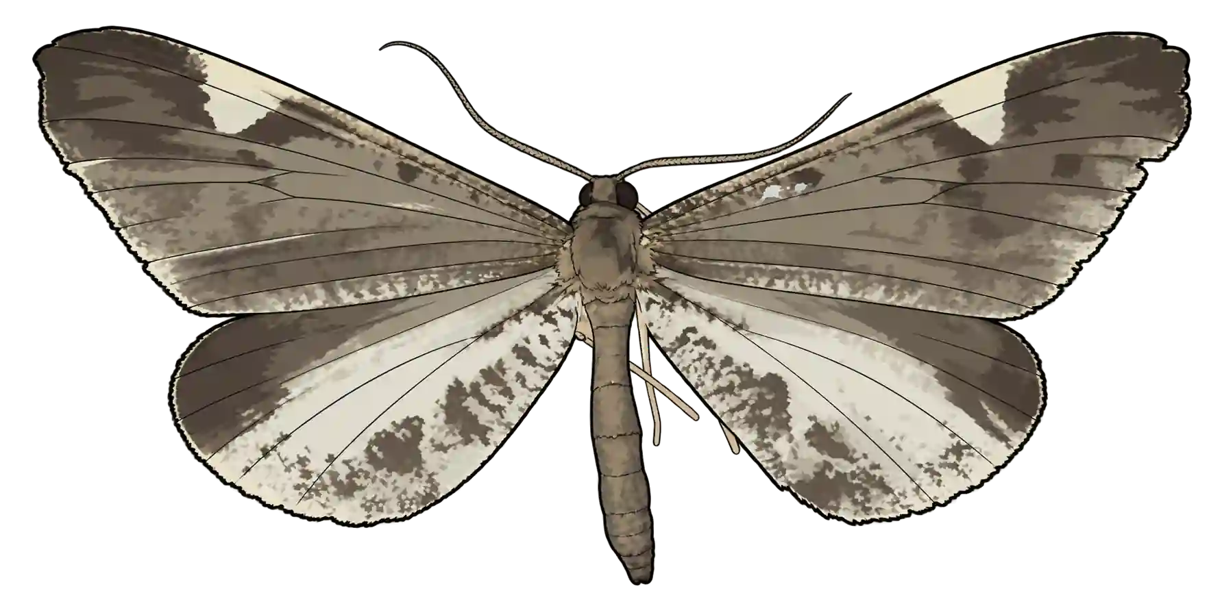 Macrosoma heliconiaria, male dorsal view