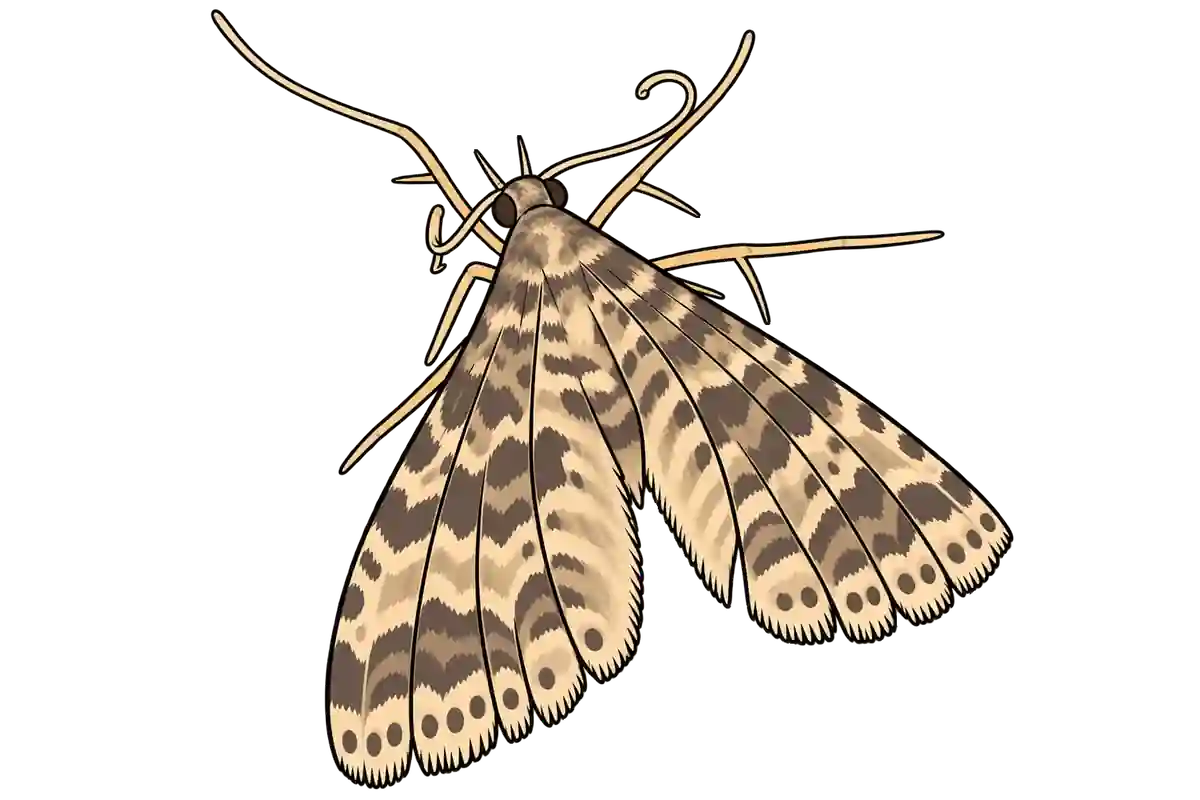 Alucita hexadactyla, male dorsal view