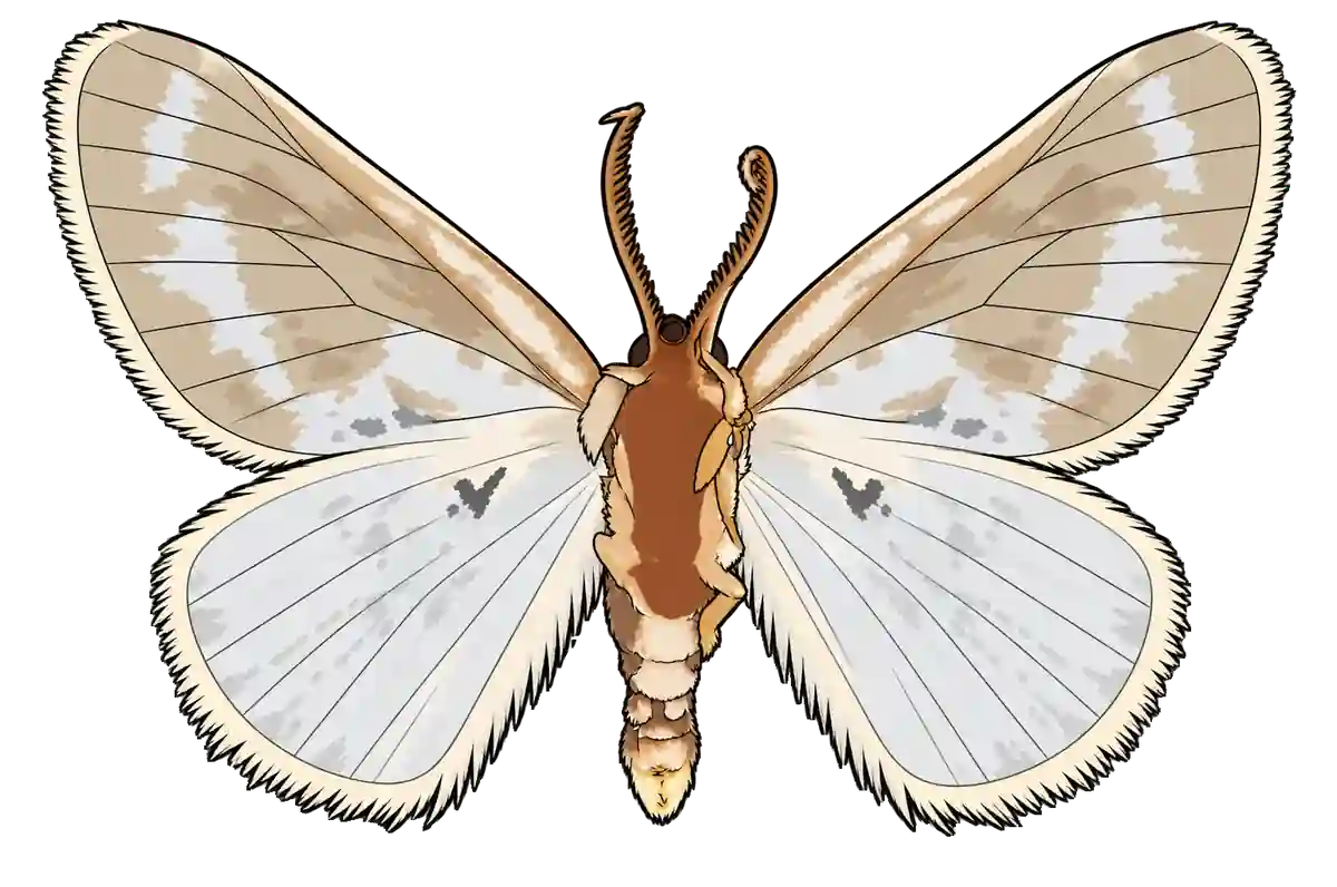 Cilix glaucata, male ventral view