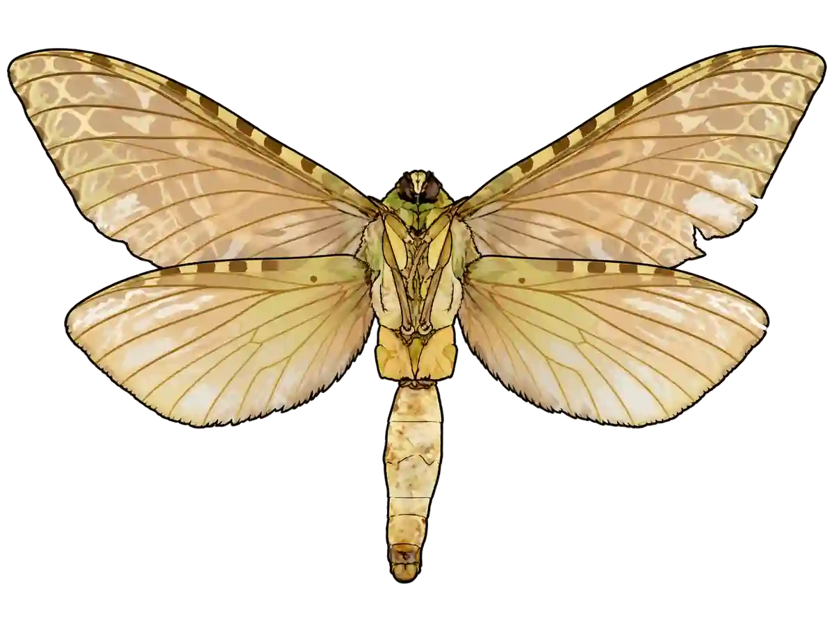 Aenetus virescens, female ventral view