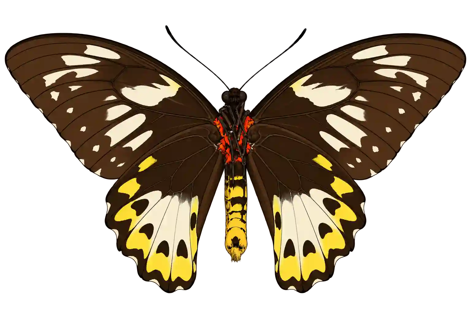 Ornithoptera priamus poseidon, female ventral view