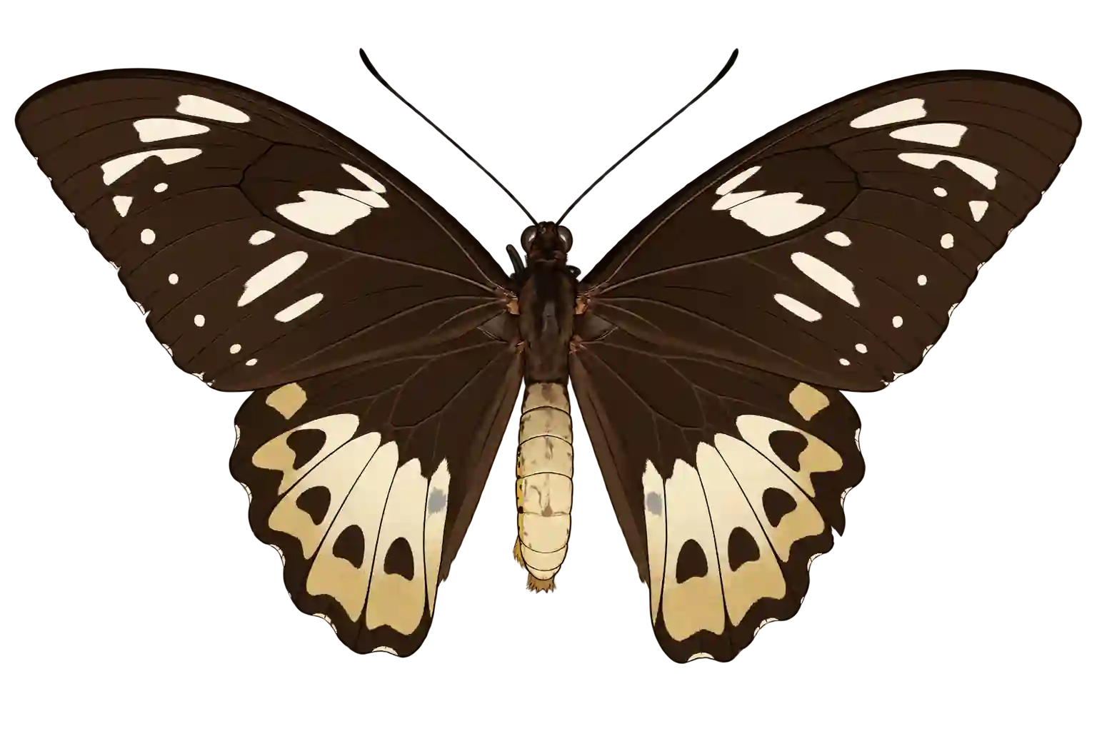 Ornithoptera priamus poseidon, female dorsal view