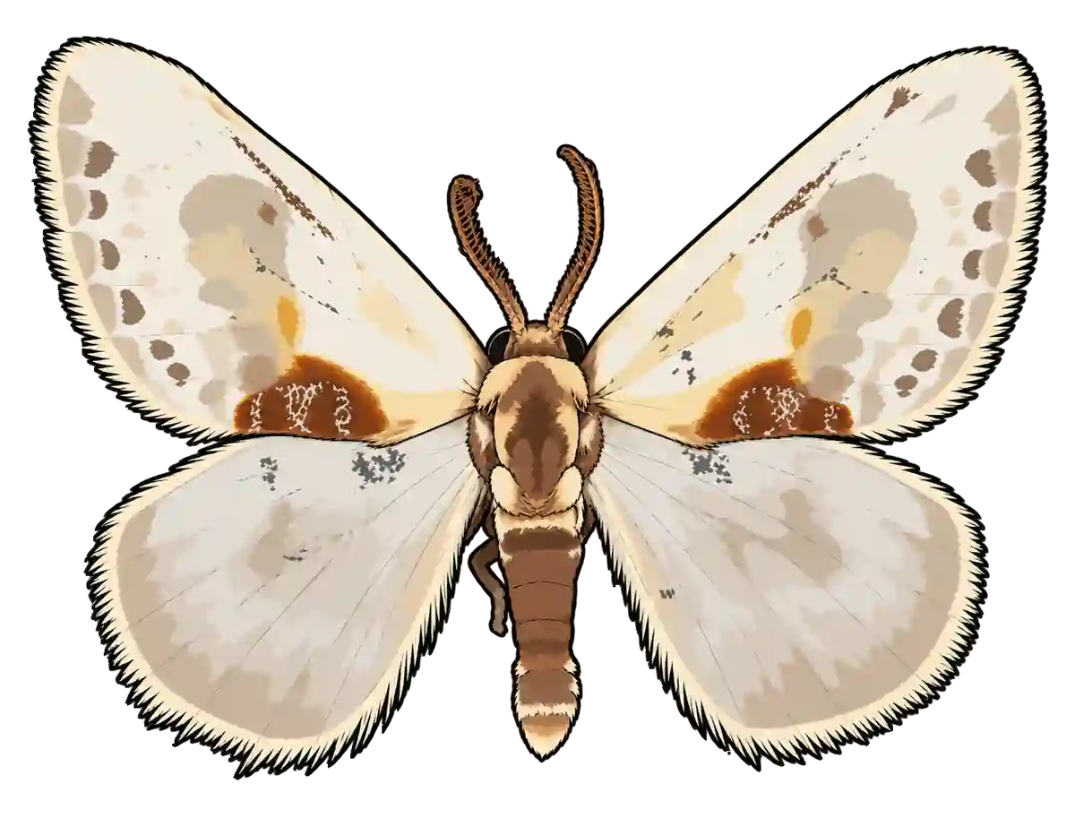 Cilix glaucata, male dorsal view