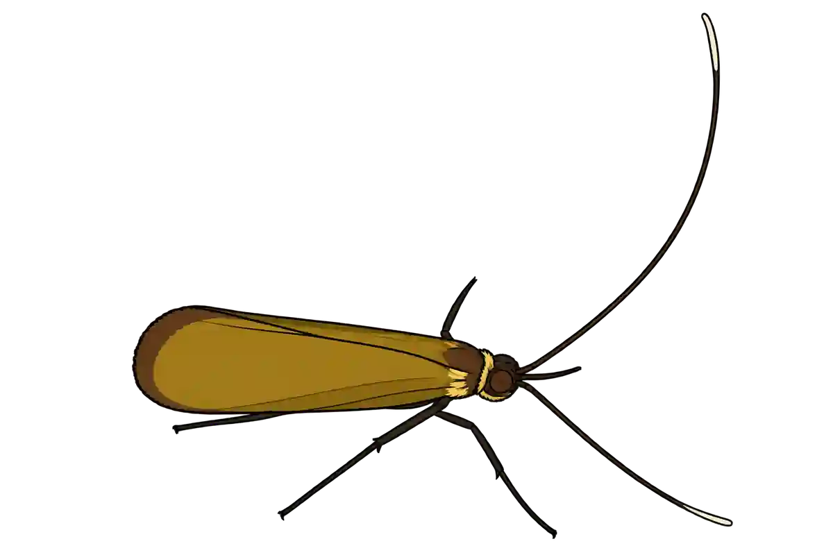 Nemophora metallica, male dorsal view
