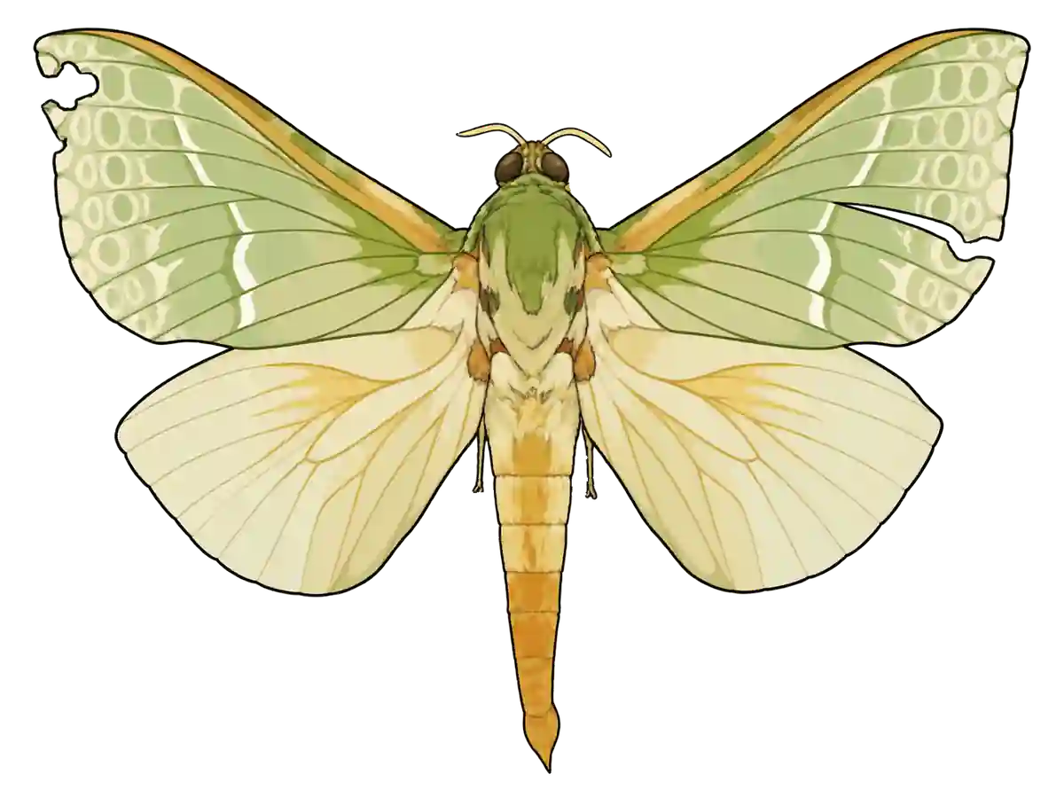 Aenetus virescens, male dorsal view