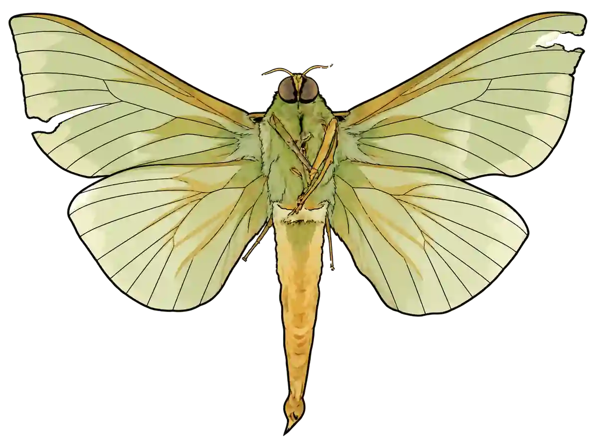 Aenetus virescens, male ventral view