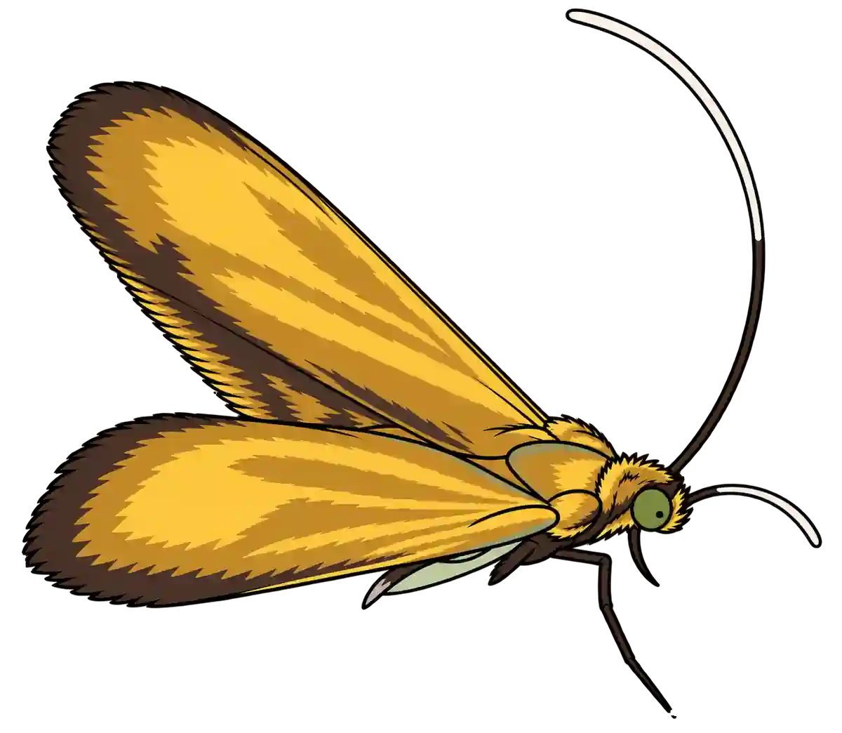Nemophora metallica, female dorsal view