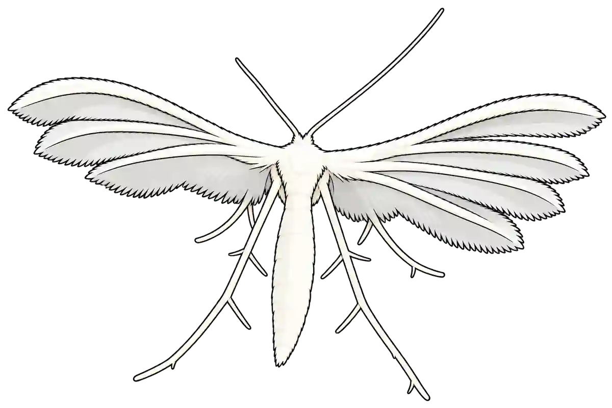 Pterophorus pentadactyla, dorsal view