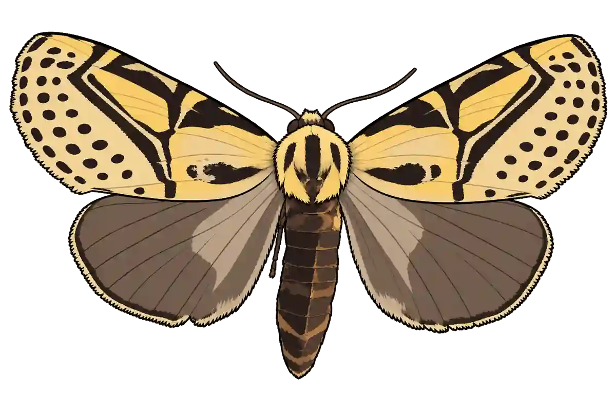 Diphthera festiva, dorsal view