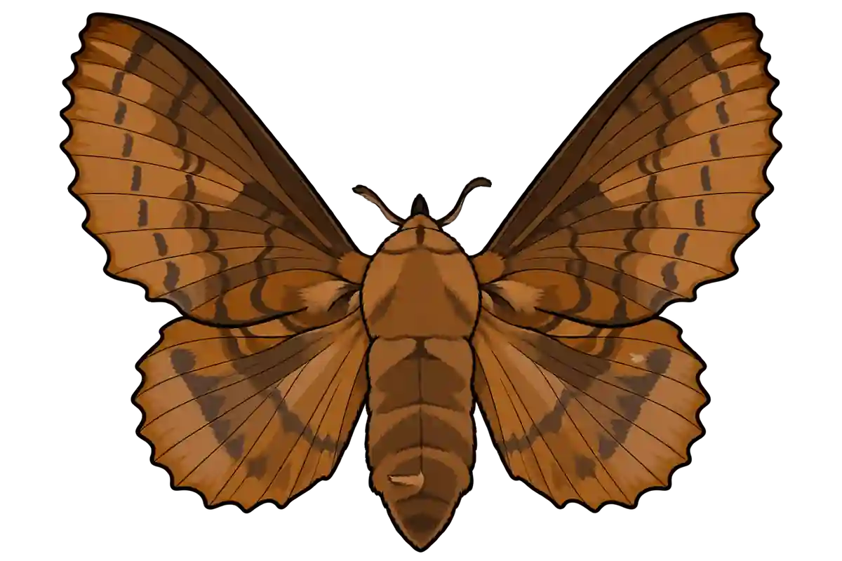 Gastropacha quercifolia, female dorsal view