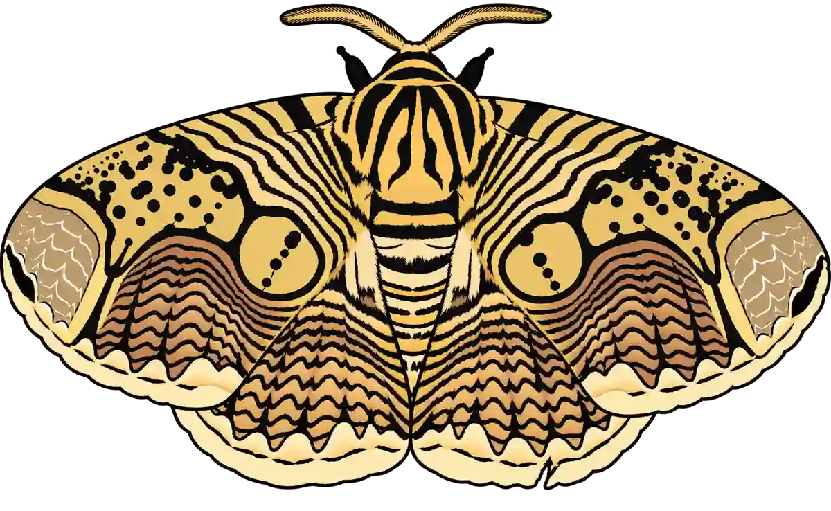 Brahmaea hearseyi, dorsal view