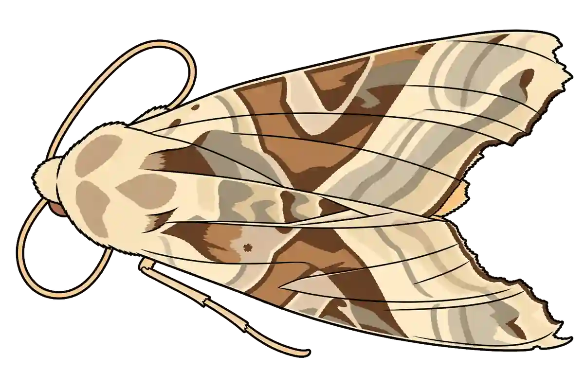 Phlogophora meticulosa, female dorsal view