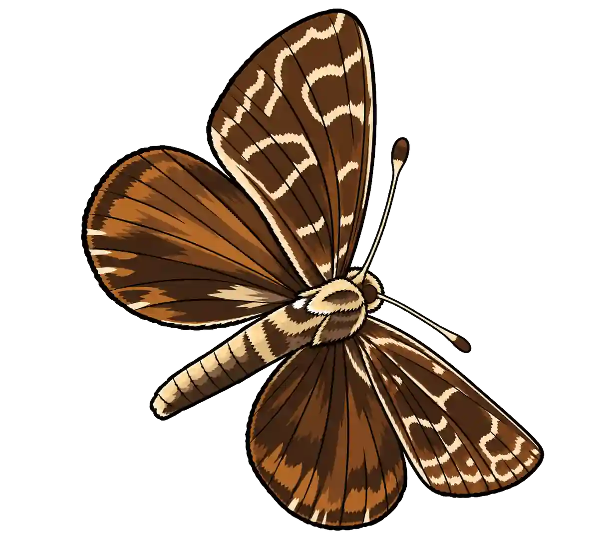 Synemon plana, male dorsal view