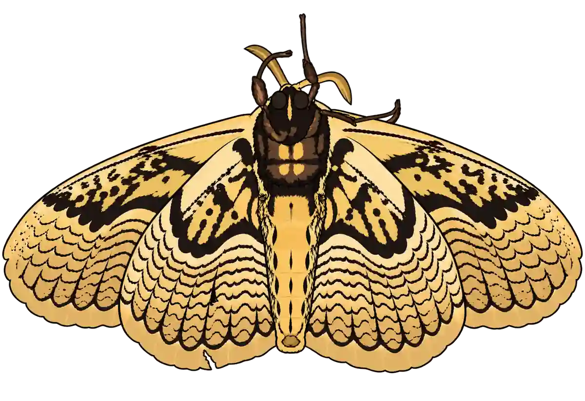 Brahmaea hearseyi, ventral view