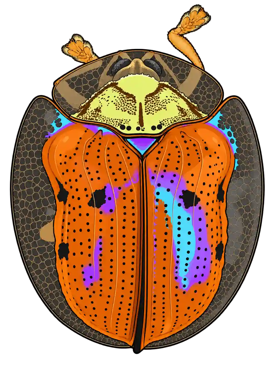 Charidotella sexpunctata, dorsal view