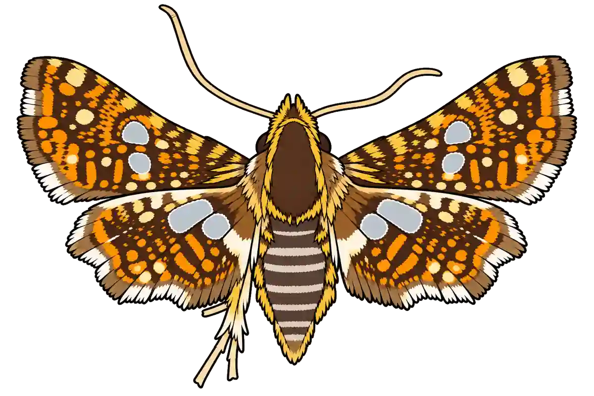 Thyris fenestrella, dorsal view