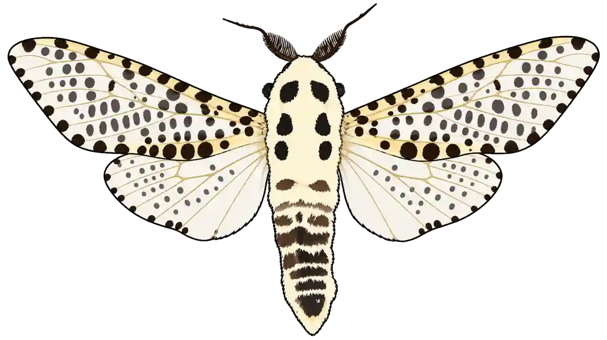Zeuzera pyrina, male dorsal view