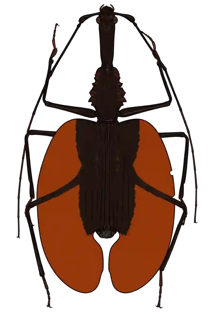 Mormolyce phyllodes, dorsal view